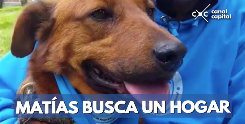 Matías-busca-un-hogar- Matías-busca-un-hogar-