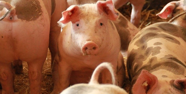 Peste Porcina - cerdo Peste Porcina - cerdo