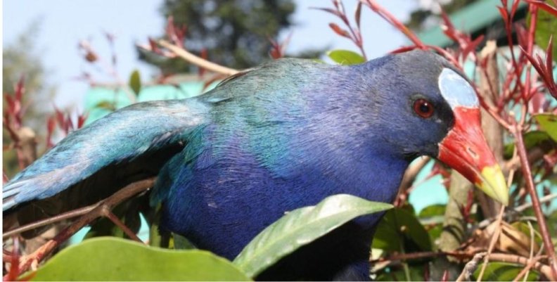 tingua aves. jpeg tingua aves. jpeg