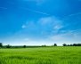 Un campo verde de césped con un cielo azul