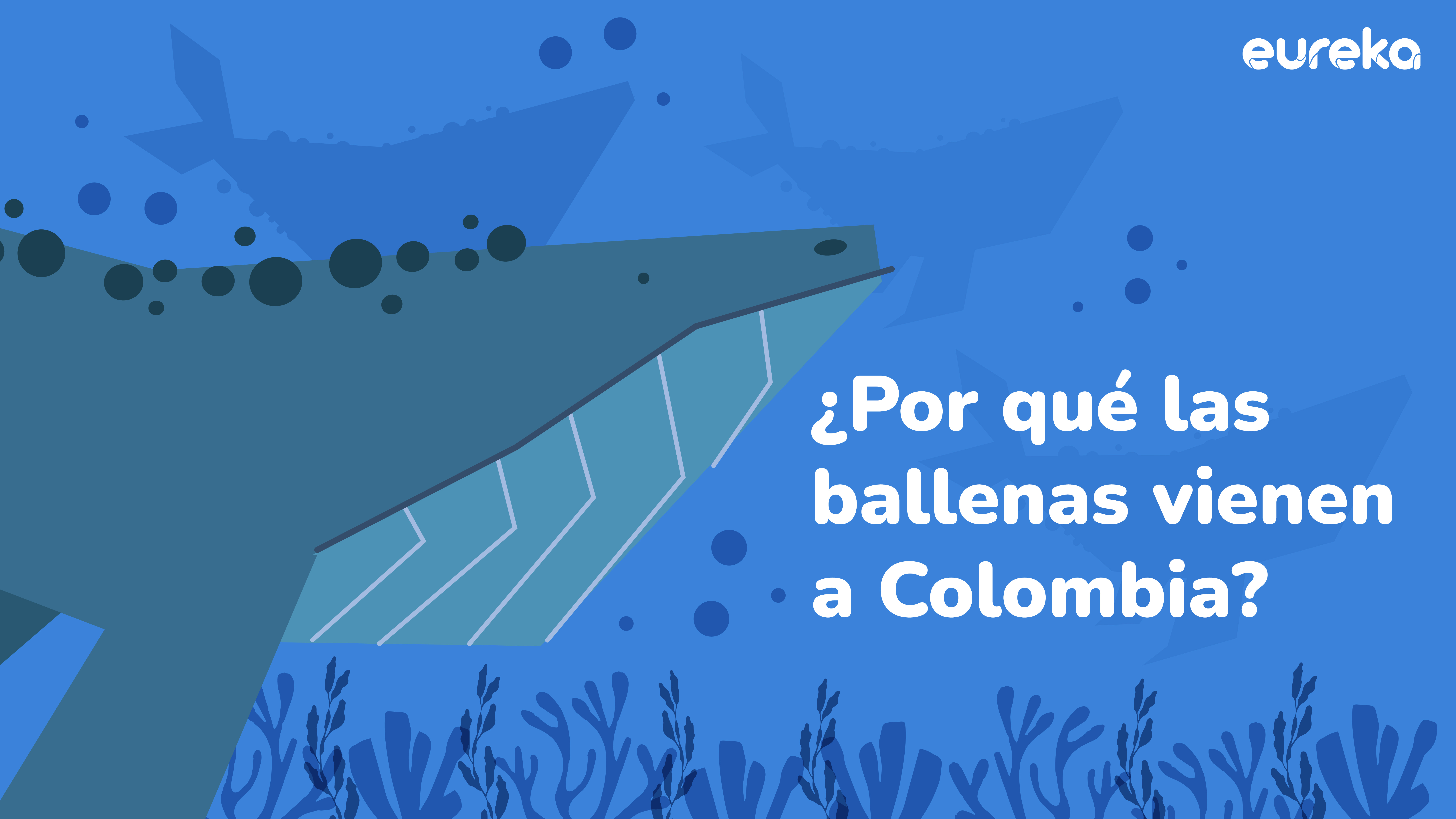 Por estas razones llegan las ballenas a Colombia