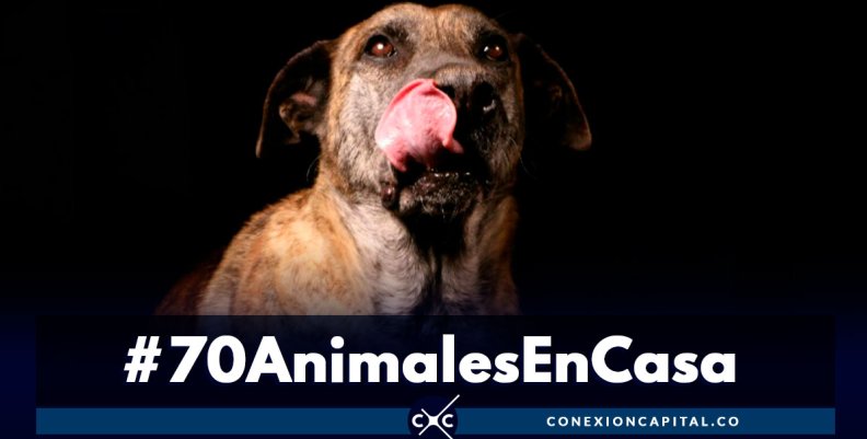 Participe en la nueva jornada de adopción de perros y gatos Participe en la nueva jornada de adopción de perros y gatos