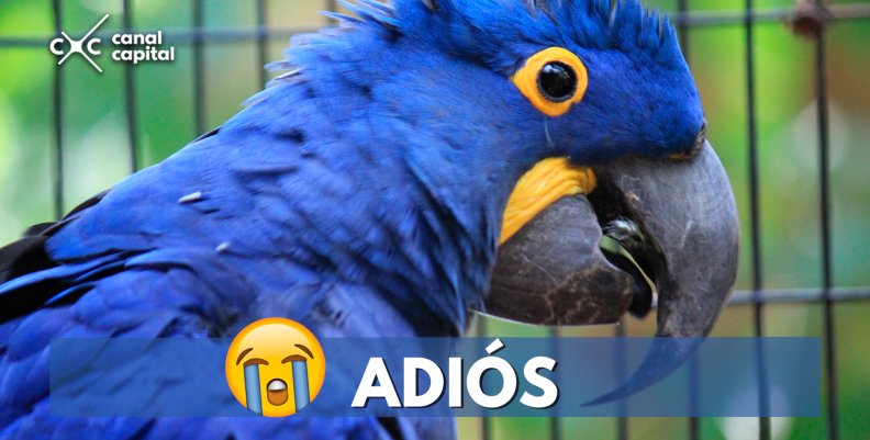 ¡Triste noticia! El guacamayo azul es declarado extinto ¡Triste noticia! El guacamayo azul es declarado extinto