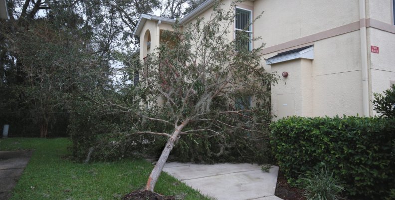 An uprooted tree blocks the entrance of a home after Hurricane Irma passed through Kissimmee, Florida An uprooted tree blocks the entrance of a home after Hurricane Irma passed through Kissimmee, Florida