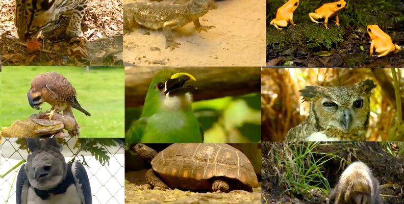 Animales Animales