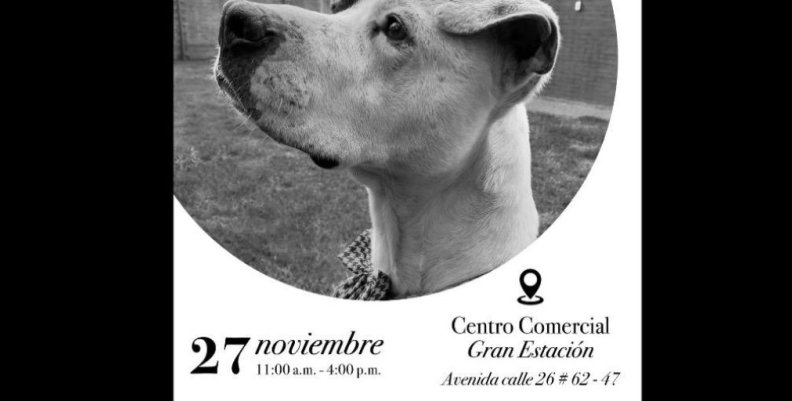 animales