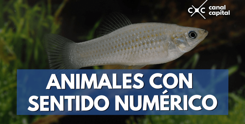 animales-min animales-min