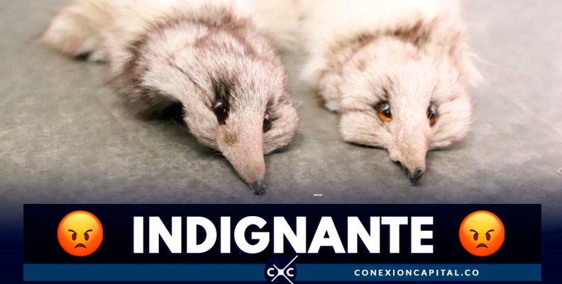 Incautan 148 animales muertos que iban a ser comercializados en Bogotá Incautan 148 animales muertos que iban a ser comercializados en Bogotá