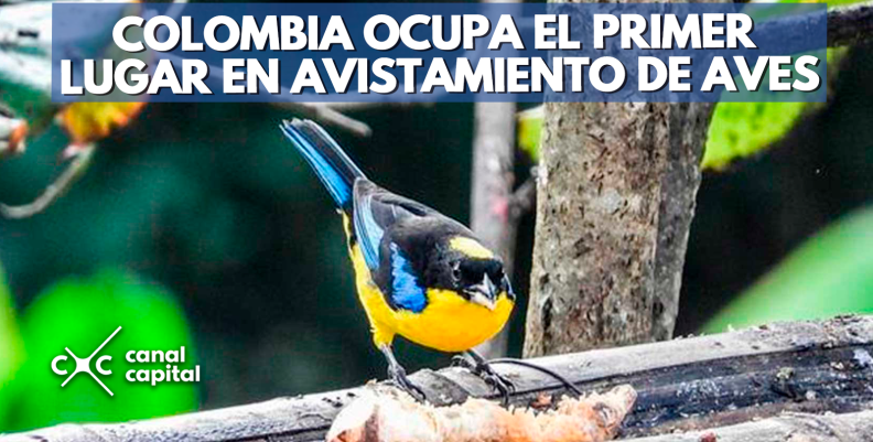 aves aves
