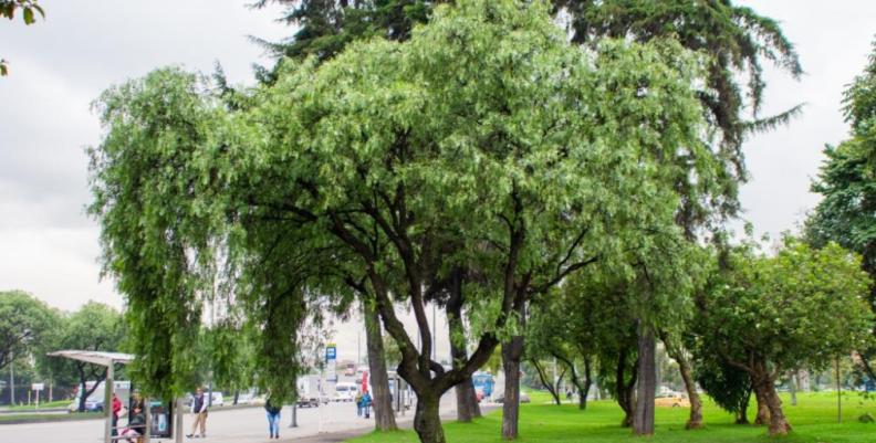 Árbol Árbol