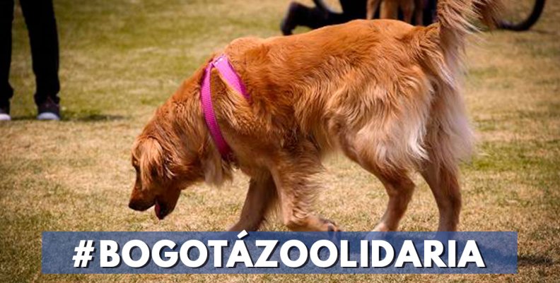 #BOGOTÁZOOLIDARIA #BOGOTÁZOOLIDARIA