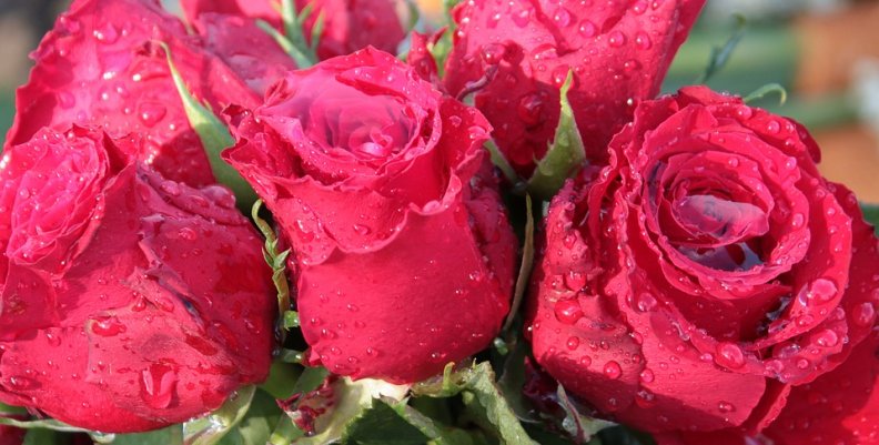 bouquet-of-roses-1279824_960_720 bouquet-of-roses-1279824_960_720