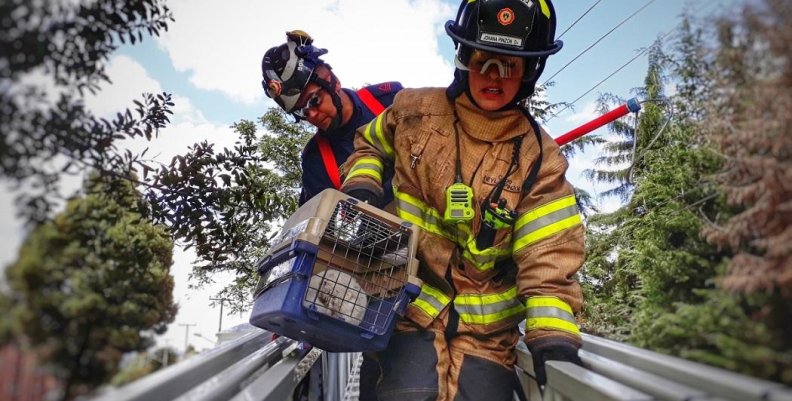 Grupo BRAE encargado del rescate de los animales en emergencias Grupo BRAE encargado del rescate de los animales en emergencias