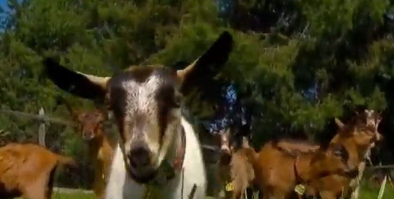 Cabras
