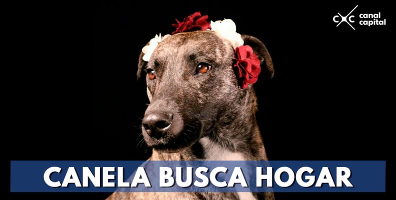 ADOPTAR-CANELA-BUSCA-HOGAR ADOPTAR-CANELA-BUSCA-HOGAR