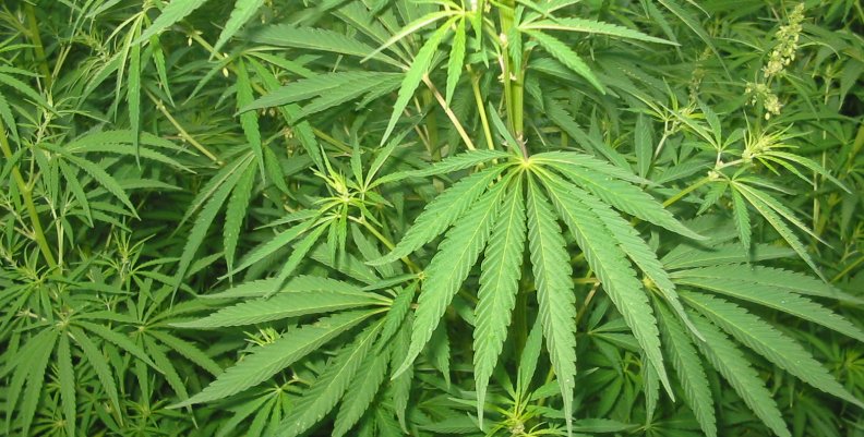 Cannabis_01_bgiu Cannabis_01_bgiu