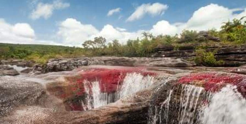 Caño cristales Caño cristales