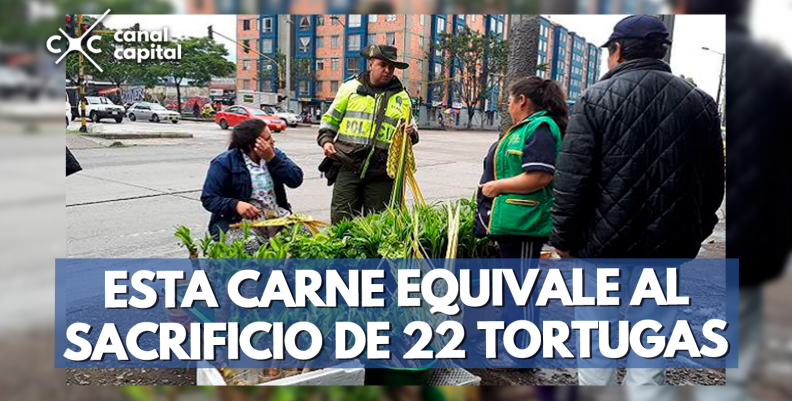 carne de tortuga carne de tortuga