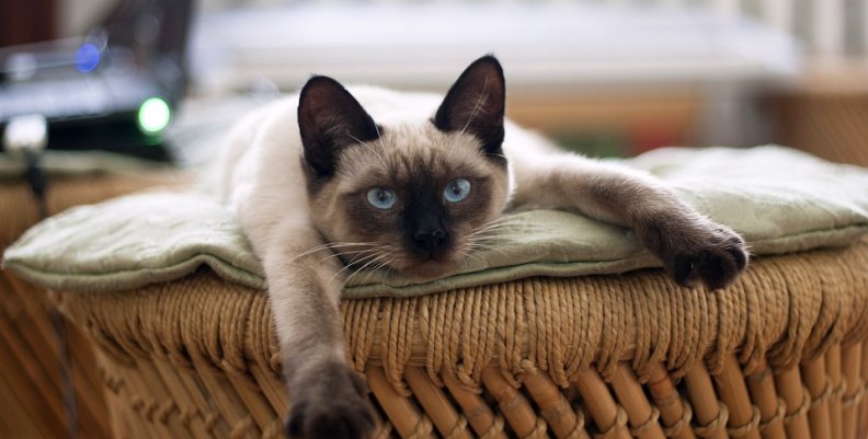cat-882049_960_720 cat-882049_960_720