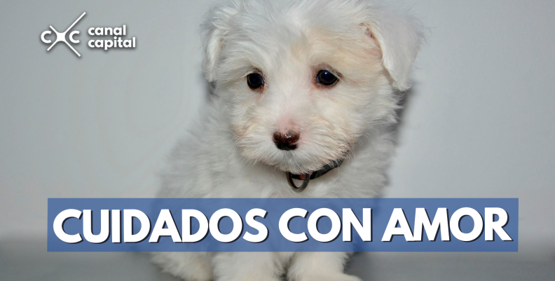 con-amor