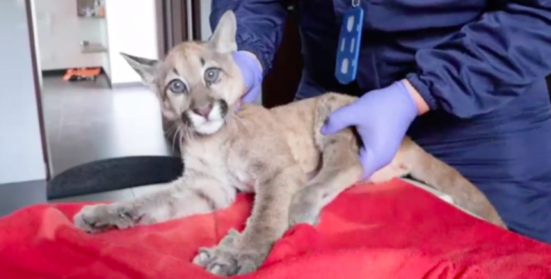 Puma rescatado