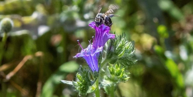Día Mundial de la Abejas Día Mundial de la Abejas