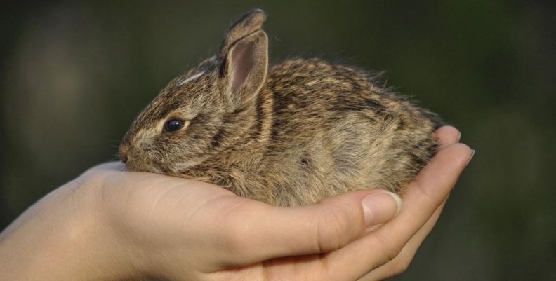 Colombia prohibe las pruebas cosméticas en animales Colombia prohibe las pruebas cosméticas en animales