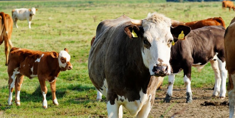 cows-444531_960_720 cows-444531_960_720
