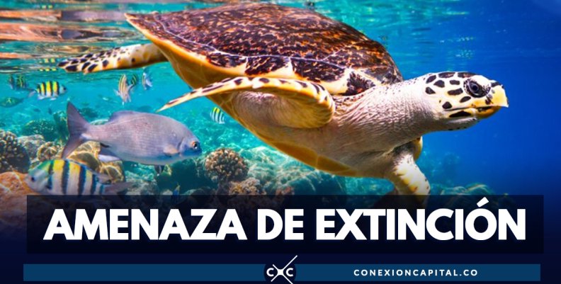 Un millón de especies animales y vegetales están amenazadas de extinción Un millón de especies animales y vegetales están amenazadas de extinción