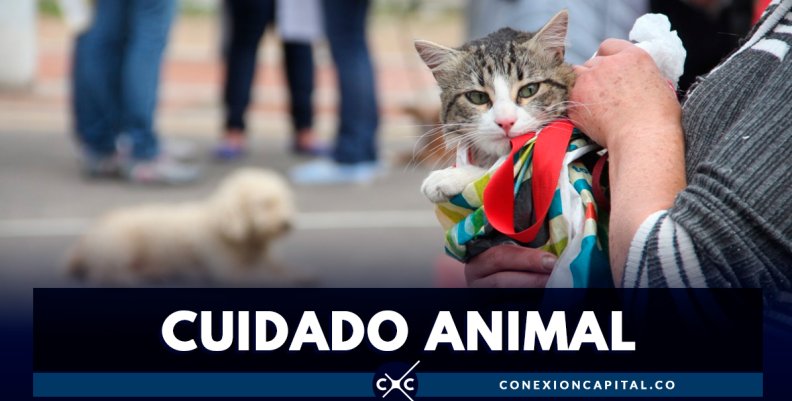 CUIDADO-ANIMAL- CUIDADO-ANIMAL-