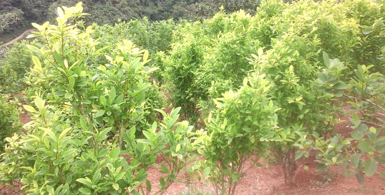 cultivo-coca cultivo-coca