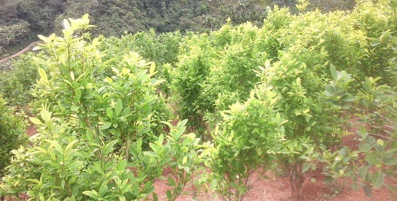 Cultivos_de_la_planta_de_coca_al_fondo_un_bosque_premontano