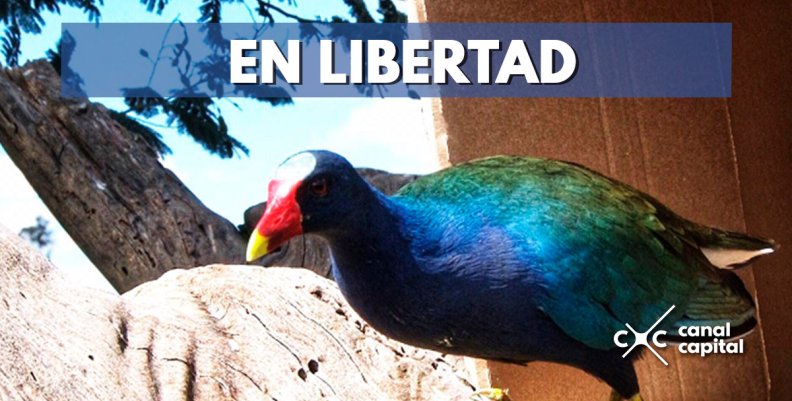 46 tinguas azules volvieron a la libertad luego de ser rehabilitadas 46 tinguas azules volvieron a la libertad luego de ser rehabilitadas