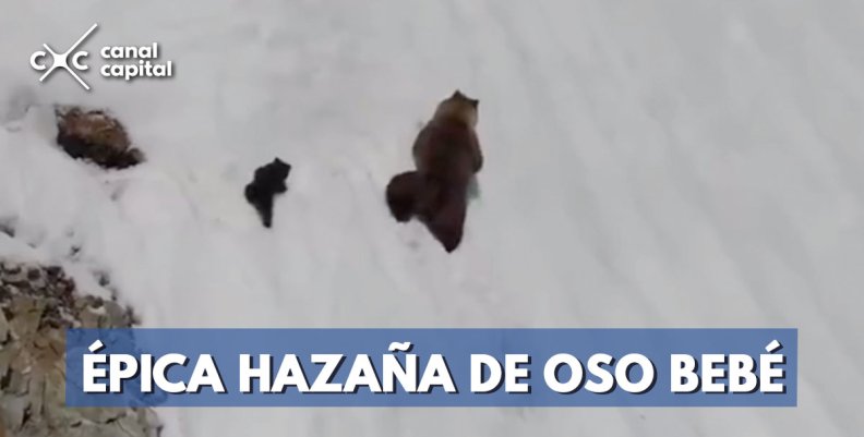 hazaña-de-oso-bebe hazaña-de-oso-bebe