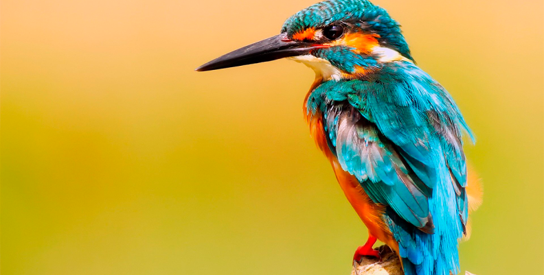 FAUNA SILVESTRE FAUNA SILVESTRE