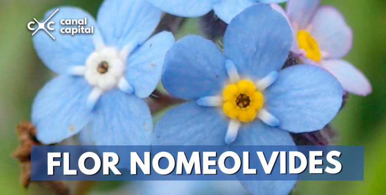 flor nomeolvides flor nomeolvides