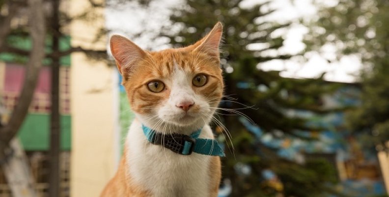 GATO GATO