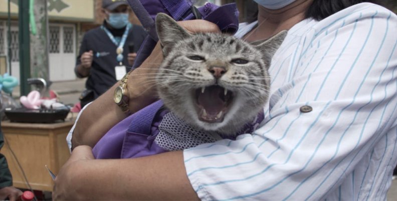 Gato Gato