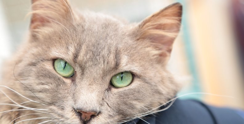 Gato1 (1) Gato1 (1)