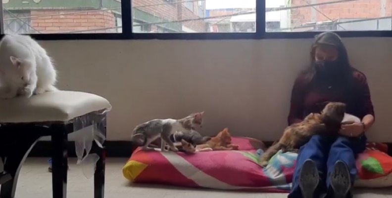 gatos gatos