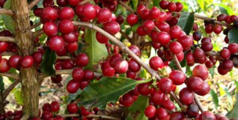 fruto de café. fruto de café.