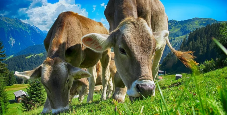 vacas vacas