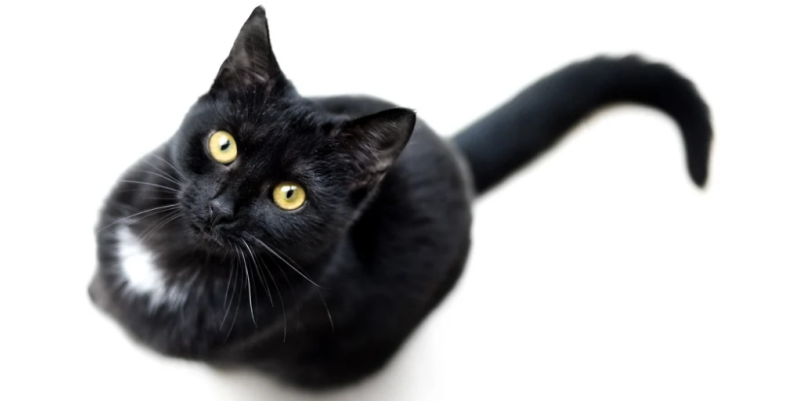 Gato negro Gato negro