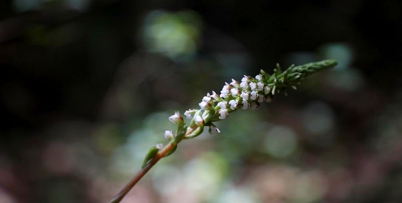 Orquídea en la Reserva van der Hammen Orquídea en la Reserva van der Hammen