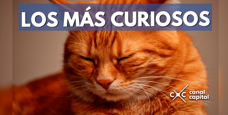 lo-mas-curioso-min lo-mas-curioso-min