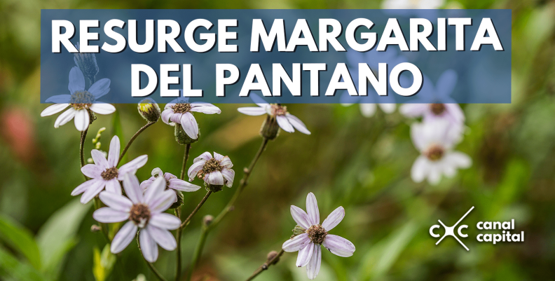 margarita-min margarita-min