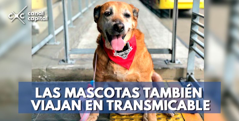 mascota mascota