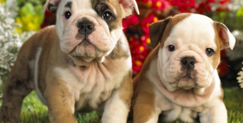Mis_mascotas Mis_mascotas