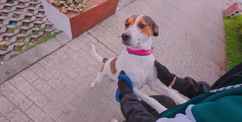 Paseadores de perros en Bogotá Perro