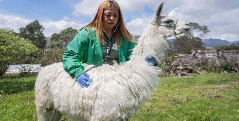 Cuidado de llamas - Alcaldía Mayor de Bogotá Cuidado de llamas - Alcaldía Mayor de Bogotá